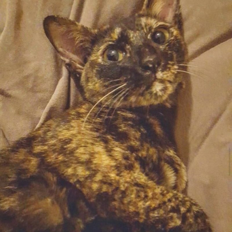 I have a cat called Cat or Kitty. Her breed is a Siamese and Burmese mix.