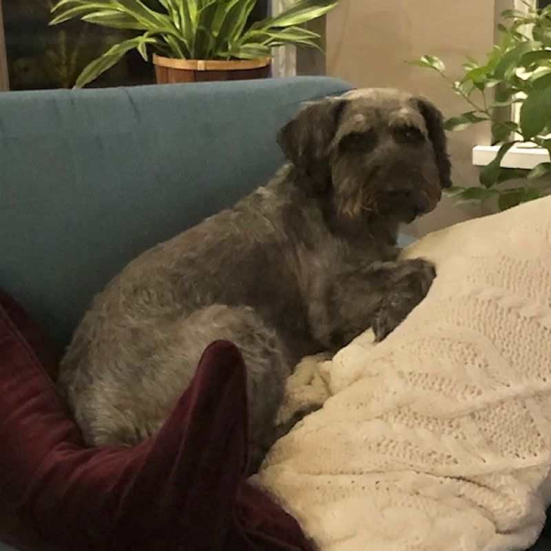 Leo is my very lovable, middle-aged dog who always gets the best seat in the house and bounces with uncontrollable joy every time I come home. What’s not to love!