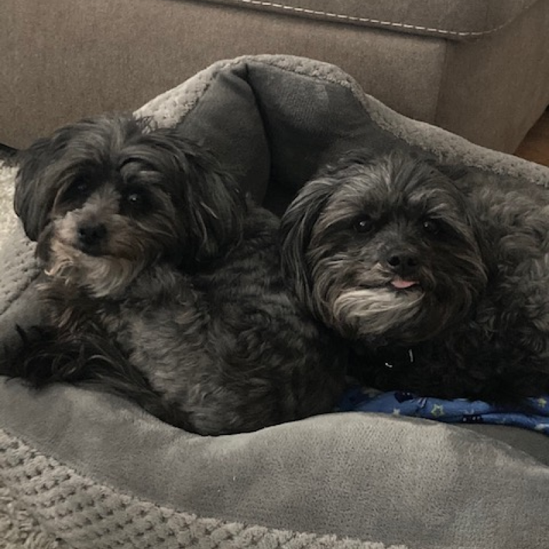 I have two dogs with crazy names: Chewart Quantavius Williams (9) and Maximillian LaQuarius Williams (10). They are the sweetest boys and bring a lot of joy to our home.