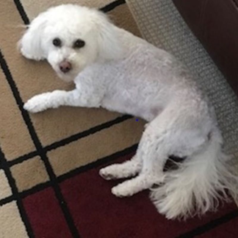 Jackson Rufus Brown—he’s a bad, bad boy! He looks innocent but he really is an obstreperous puppy. Good thing he’s cute.